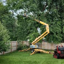 Best Tree Disease Treatment  in La Palma, CA