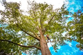 Best Tree Cabling and Bracing  in La Palma, CA