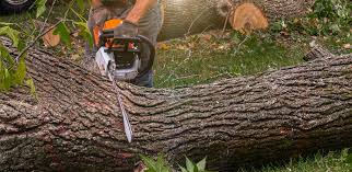 Best Lot and Land Clearing  in La Palma, CA