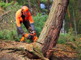 Reliable La Palma, CA Tree Care Solutions