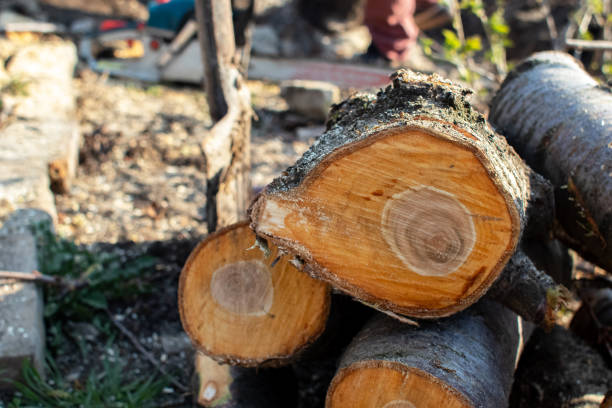 Best Firewood Processing and Delivery  in La Palma, CA