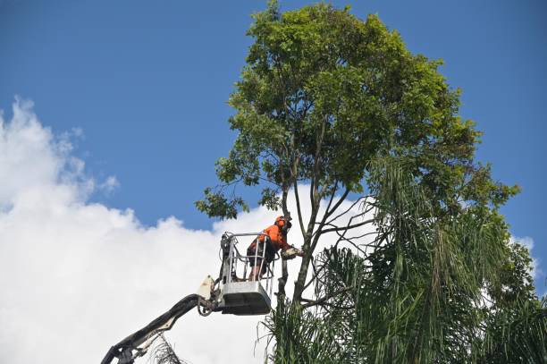 Best Commercial Tree Services  in La Palma, CA