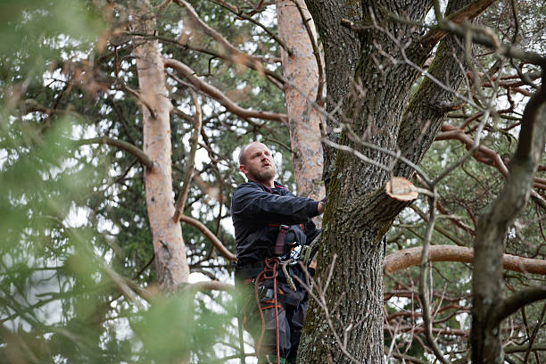 How Our Tree Care Process Works  in  La Palma, CA